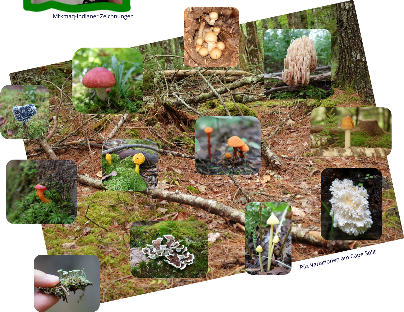 Pilz-Variationen am Cape Split