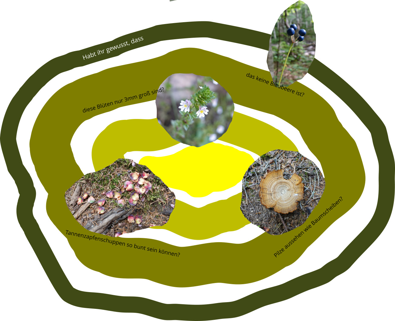 Habt ihr gewusst, dass diese Blüten nur 3mm groß sind? Tannenzapfenschuppen so bunt sein können? Pilze aussehen wie Baumscheiben? das keine Blaubeere ist?