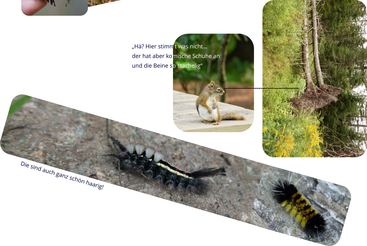 Die sind auch ganz schön haarig! „Hä? Hier stimmt was nicht… der hat aber komische Schuhe an und die Beine so stachelig“ -----------------------------------------
